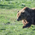 In front of the bear in Miskolc, a farmer had just got into his car