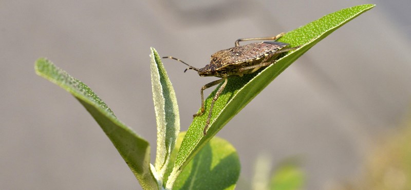 The best weapon against an insect: a mosquito net and a cell phone