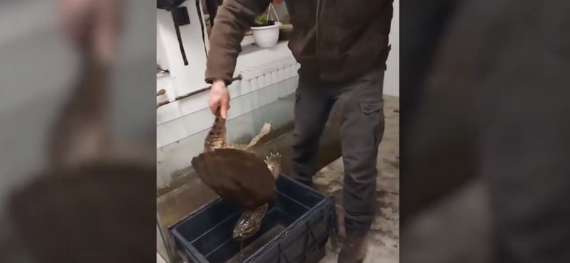 An alligator turtle and a crocodile were found in a family's home in Dunaharaszti