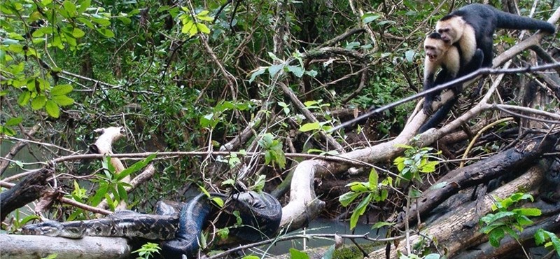 A two-meter snake caught a monkey, and its companions immediately jumped on it, and the scientists were only filming on video.