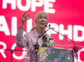 Jane Goodall: "Egyes politikusok viselkedésében nem nehéz a hím csimpánzokra ráismerni"