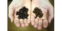 Plázs: A koffeinmentes kávé meglepő hatása - hvg.hu