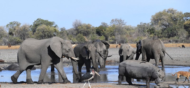 We have what could have caused the deaths of 11 young elephants in Zimbabwe