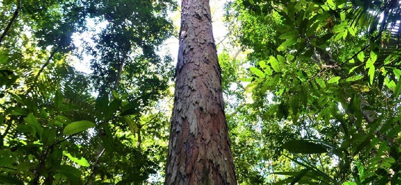 La deforestación de la selva amazónica en Brasil continúa a tasas récord