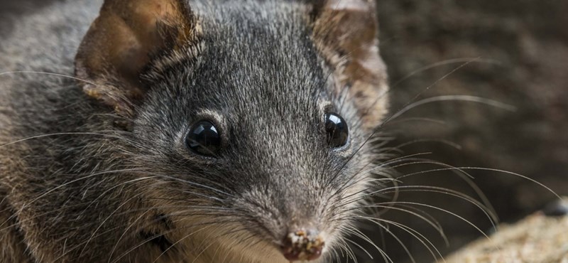 El año pasado, se encontraron 21 ejemplares de bolsos que se creían extintos en Australia.