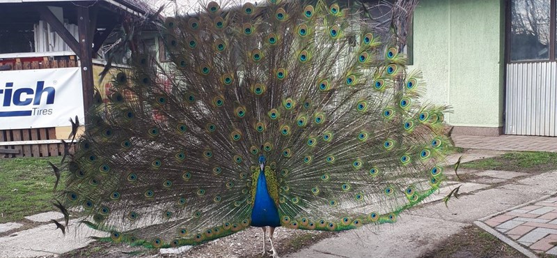 According to its owner, public workers stole it and then ate a peacock in Kisköre