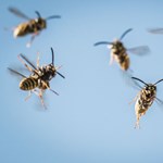 50,000 wasps hit a farm in a house in Jászberény