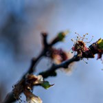 The frosts are coming across the country