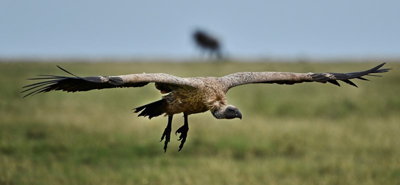 The anti-inflammatory agent can kill most European vultures