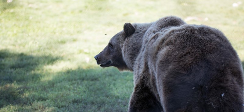 The Miskolc bear was also seen in a playground.